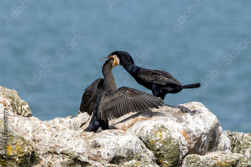 Foto Great cormorants on coastal rocks