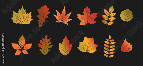 A set of hand drawn autumn leaves. Clipart elements for fall decor, Thanksgiving and the Mid-Autumn Festival. Vector illustration with gradients.