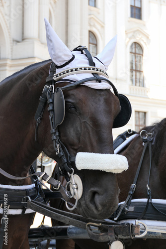 Quadro su tela Close-up portrait of carriage horse wearing bridle and ear bonnet