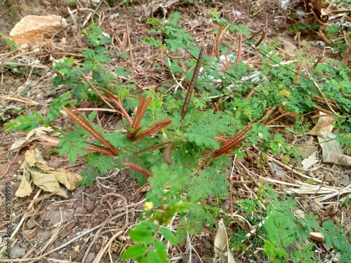 Wild leguminous shrub with feathery green leaves and long brown seed pods growing in dry earth.