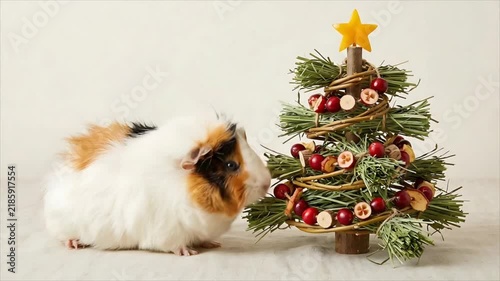 Cute guinea pig sniffing edible Christmas tree decorated with berries and dried apple. Pet with holiday decor. Adorable rodent near New Year fir tree concept.