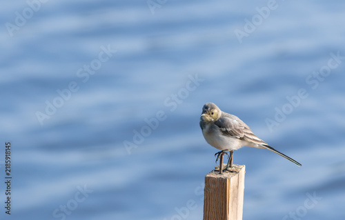 Bild auf Leinwand White Wagtail Perched on Wooden Post