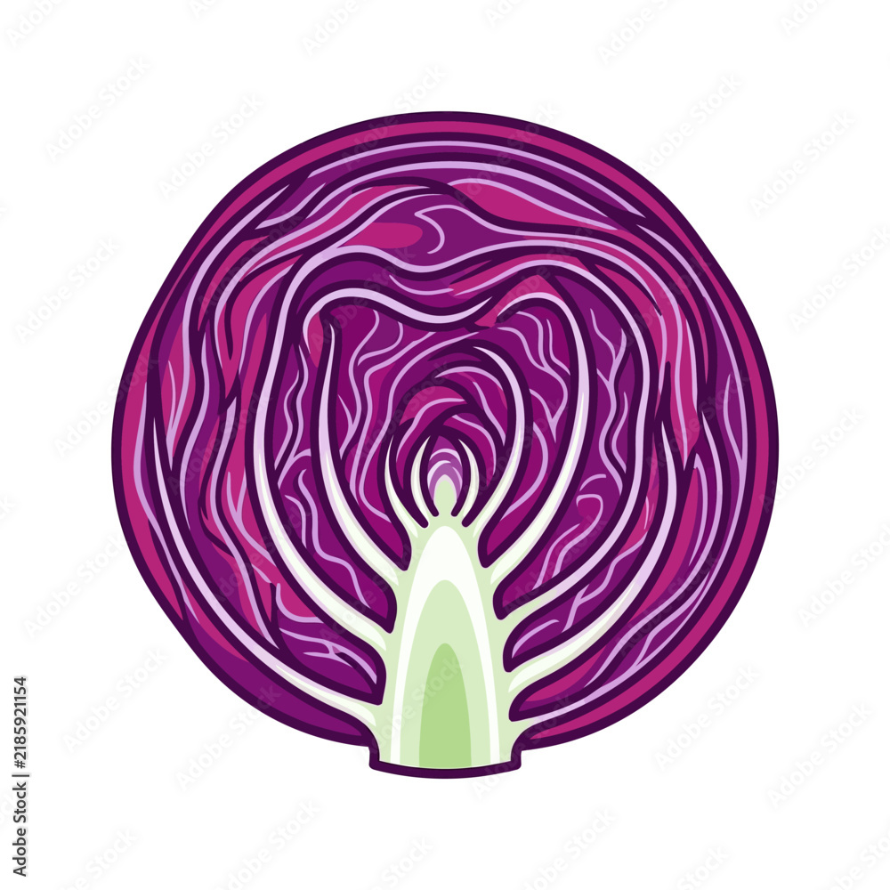 Obraz premium Illustration of a Cross-Section of Fresh Red Cabbage