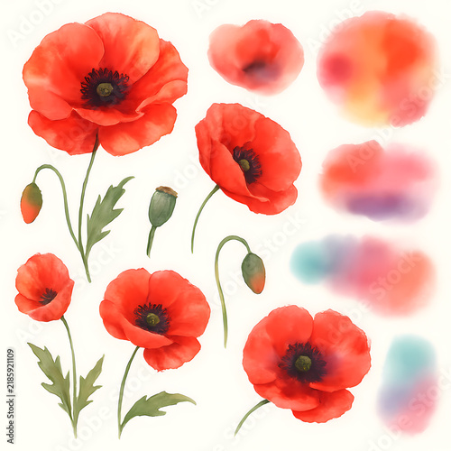 Watercolor orange poppy flowers and leaves set / wild field poppy head, seed pod capsule, green bud, and single falling petals isolated on white
