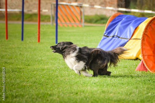 Принти на полотні Sheltie running out of an agility tunnel and turning quickly on a green grass course