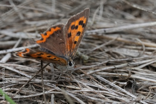 Bild auf Leinwand Small Copper butterfly Lycaena phlaeas rest on dry grass ground in nature habita