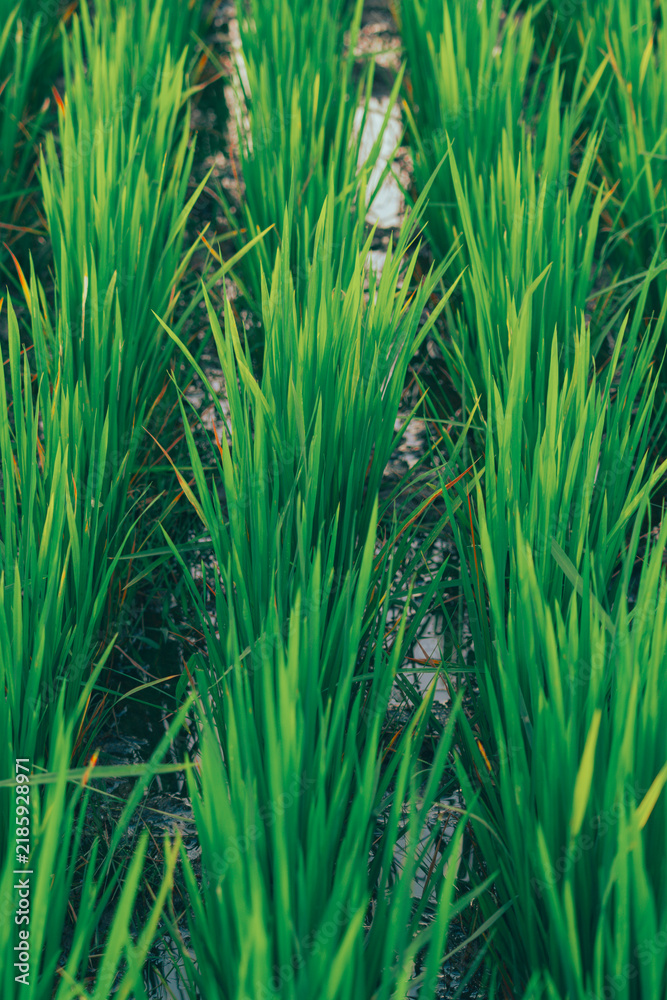 Fototapeta premium green and fresh rice fields