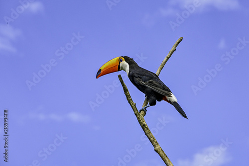 View of a Toco Toucan with its vibrant orange beak perched on a thin branch against a clear blue sky in Mangaratiba, Rio de Janeiro, Brazil.