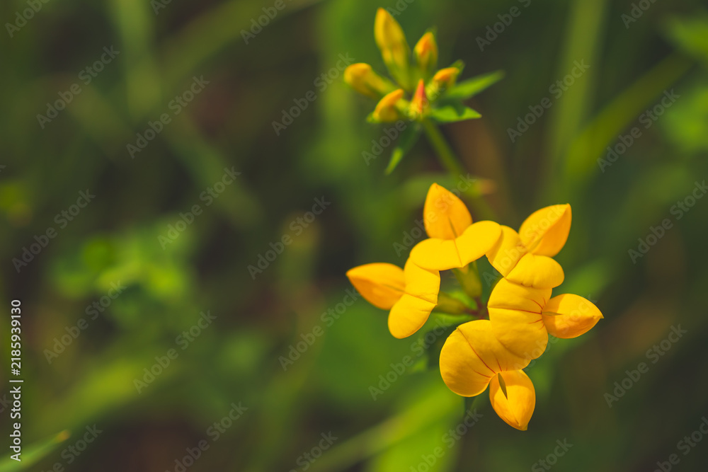 Fototapeta premium A close-up shot of the common bird's foot trefoil (Lotus corniculatus) flowers in a wild meadow