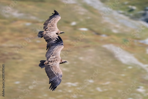 Foto Pair of Eurasian Griffon Vultures (Gyps fulvus) taken from an elevated point of view, Alps Mountains, Piedmont, Italy