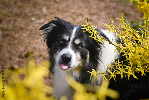 Border Collie peeking through blooming forsythia branches in spring. Portrait of a tricolor herding dog surrounded by bright yellow flowers.