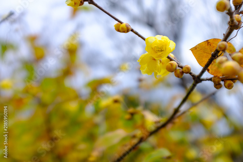早春を告げる黄色い蝋梅の花