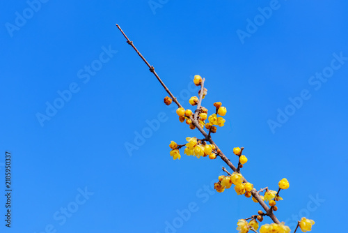 早春を告げる黄色い蝋梅の花