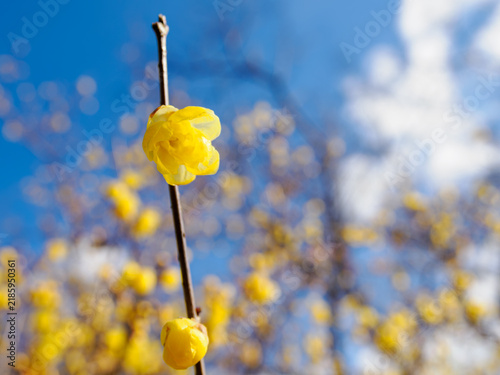 早春を告げる黄色い蝋梅の花