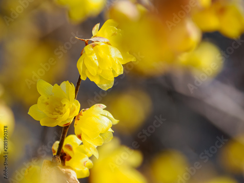 早春を告げる黄色い蝋梅の花