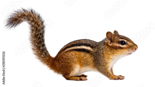 Canvastavla Striped chipmunk with bushy tail, isolated on transparent background