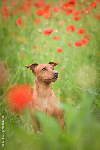 Small brown dog sitting in poppy flower meadow. Domestic dog portrait surrounded by red flowers and green grass in natural environment.	