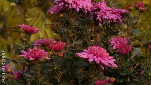 Pink garden chrysanthemum (Chrysanthemum morifolium) bush, green leaves, autumn foliage background, camera tilt, medium shot, natural lighting. Resilience and Vitality.