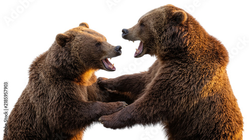 Fotografie Two aggressive brown grizzly bears roaring and fighting, isolated on transparent