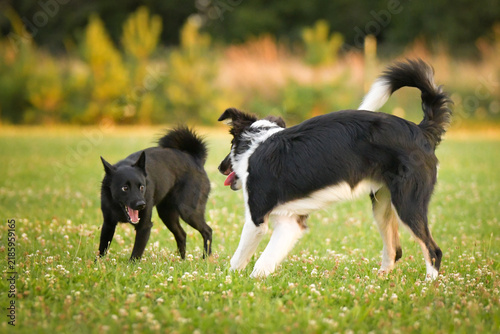 dogs standing and interacting on a grassy meadow during outdoor playtime, with a blue rubber ball toy lying on the ground. Scene shows natural dog communication, social play behavior, and relaxe