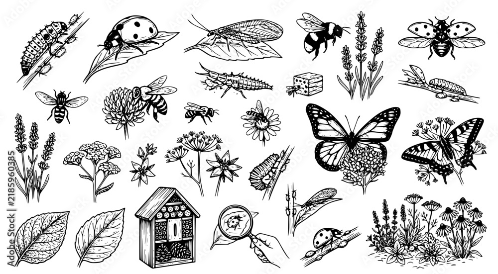 Obraz premium Detailed hand drawn set of beneficial garden insects and pollinators with habitat tools for organic pest control and nature education in a classic black and white illustration style