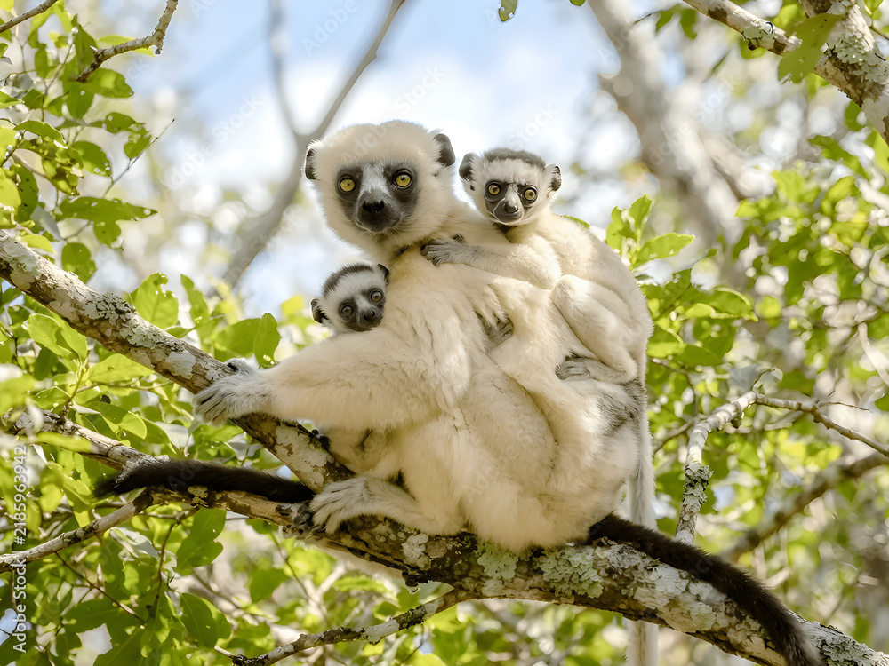 Fototapeta premium Sifaka lemur with her two babies in a tree