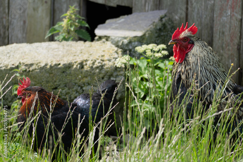 фотографія A colorful rooster and free-range chickens foraging and resting in green grass and wildflowers on a rural farm