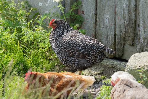 Foto A colorful rooster and free-range chickens foraging and resting in green grass and wildflowers on a rural farm