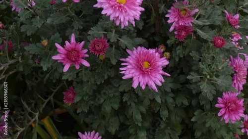 Garden chrysanthemum (Chrysanthemum morifolium) pink flowers, green foliage, yellow autumn trees background, camera tilt, wide shot, natural lighting. Growth and Vitality.