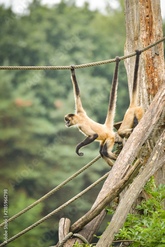 A spider monkey climbing on wooden structures and ropes, showing its agility and long tail. The moment captures natural animal behavior in an outdoor environment.