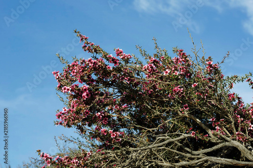 Pink flowering shrub with abundant blossoms and twisting branches against a clear blue sky, beautiful natural garden scene outdoor