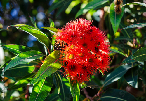 Vibrant Red Eucalyptus Blossoms Blooming Among Green Leaves In Sunlight Tropical Botanical Garden Nature Background Scene