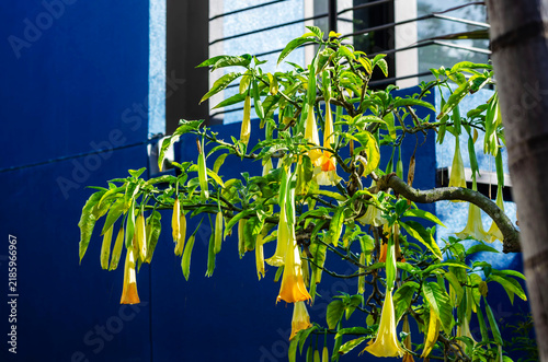 Yellow Angel Trumpet Flowers Hanging From Tropical Tree Branch Against Vibrant Blue Wall Background In Urban Garden Setting