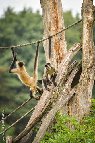 A spider monkey climbing on wooden structures and ropes, showing its agility and long tail. The moment captures natural animal behavior in an outdoor environment.