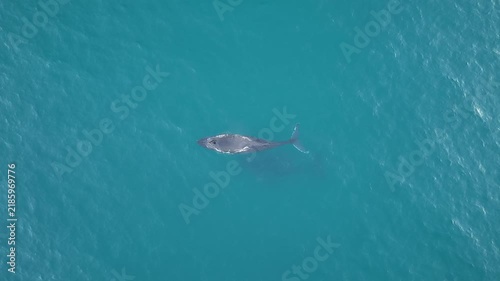 Humpback whale migration off the Australian coast, aerial drone footage