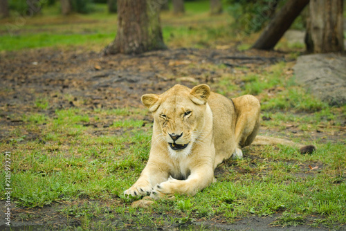 Lioness resting on the grass in a zoo enclosure, watching her surroundings calmly. Wildlife scene with natural background and copy space.	