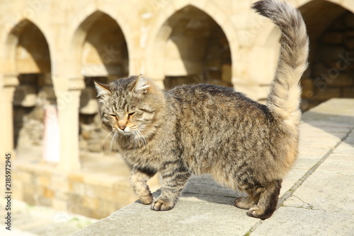 A stray cat enjoying a bright sunny day exploring the old city architectural streets. Cute fluffy tabby cat walking outdoors along a sunny stone wall with historic oriental arches in the background.