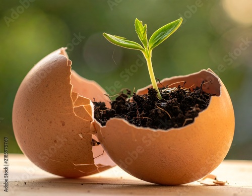 A young seedling sprouts from a cracked eggshell, symbolizing new life and growth