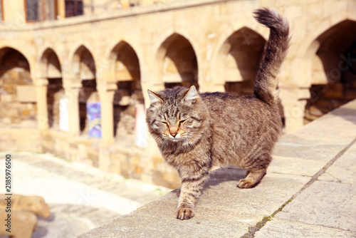 A stray cat enjoying a bright sunny day exploring the old city architectural streets. Cute fluffy tabby cat walking outdoors along a sunny stone wall with historic oriental arches in the background.
