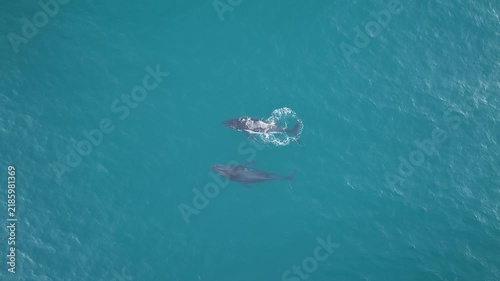 Humpback whales swimming along the Australian east coast, aerial drone footage