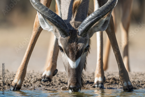 Obraz na plátně Male kudu with curled horns drinking at Kalahari waterhole