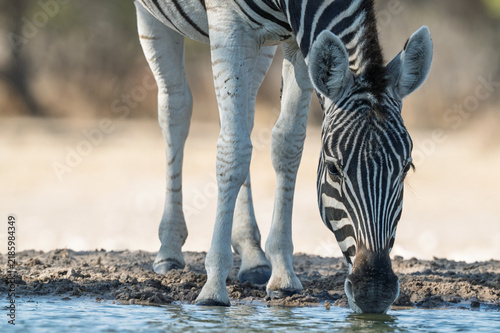Fotografía Close‑Up Zebra Drinking from Waterhole at Ground‑Level Perspective in Kalahari