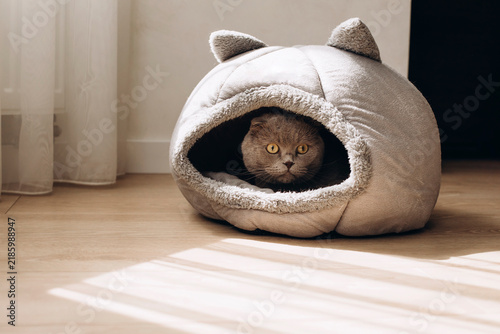 Cute gray British Shorthair cat resting inside a cozy soft cat shaped pet bed at home. Warm sunlight creates a peaceful atmosphere