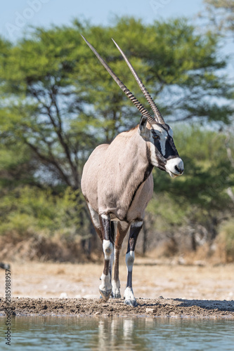 Bild auf Leinwand Male oryx with large horns at Kalahari waterhole in portrait orientation