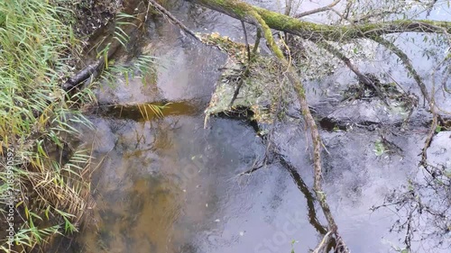 Top view of a slow current on the river's surface, reflecting bare tree branches and autumn foliage. A river in the forest, a seasonal landscape, a natural background. Copy space.