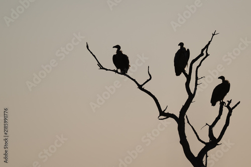 Obraz na plátne Silhouetted Vultures Perched in Dead Tree with Twilight Sky