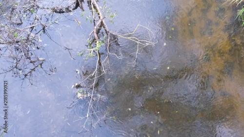 Top view of a slow current on the water's surface, reflecting bare tree branches and autumn foliage. A river in the forest, a seasonal landscape, a natural background. Copy space