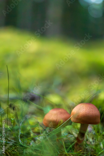 Cuadro en lienzo mushroom in the forest