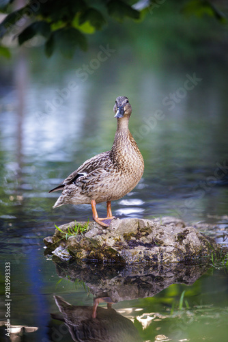 Ente