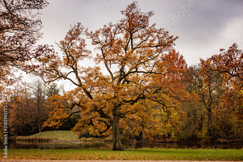 Perfekter Baum